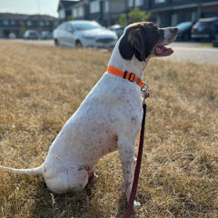 Collection image for: Dog Gear