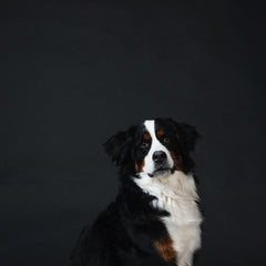 Collection image for: Dog Food