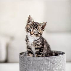 Collection image for: Cat Toys