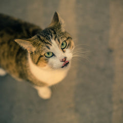 Collection image for: Cat Food