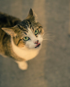 Collection image for: Cat Food