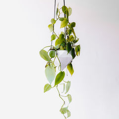 Collection image for: Plants & Planters