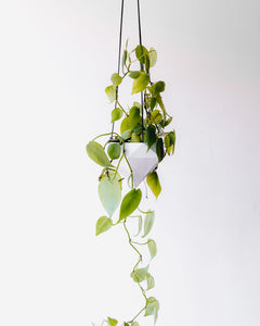 Collection image for: Plants & Planters